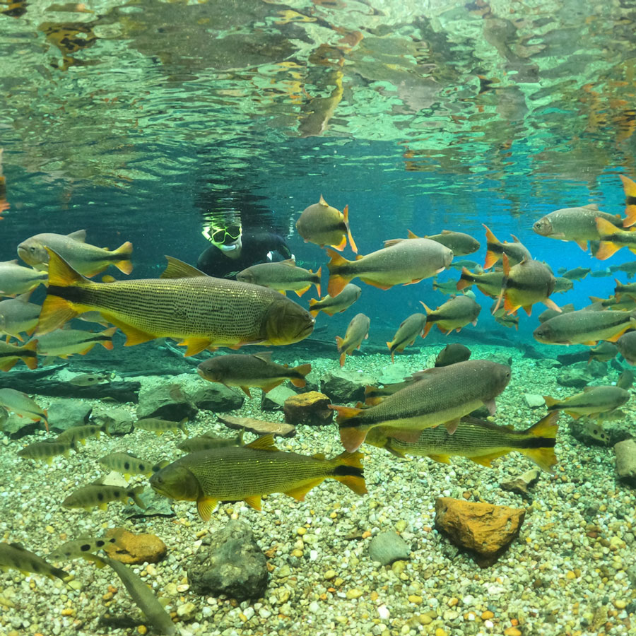 Flutuação_Rio-da-Prata